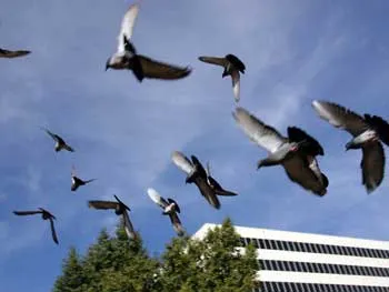 Preventing Hazards at Home and Work with Bird Netting