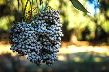 Protecting Vegetable Gardens from Birds and Pests