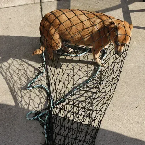 Dog caught by animal capture net