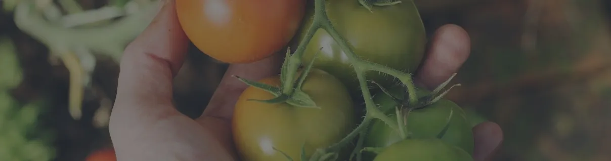 A hand picking tomatoes.