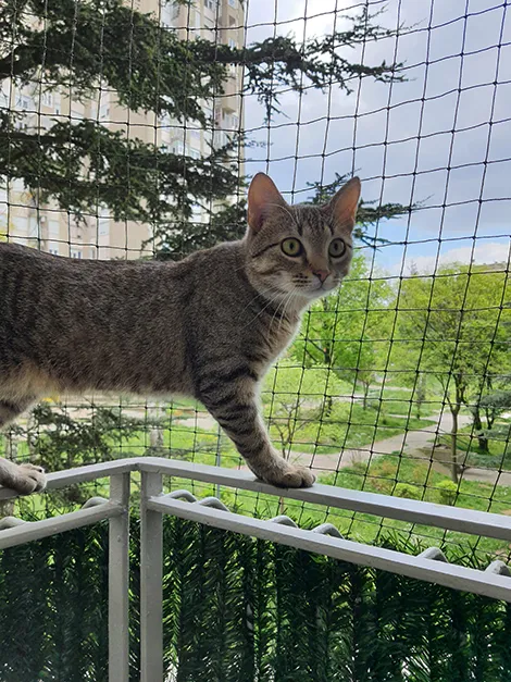 Cat in front of a lightweight safety barrier