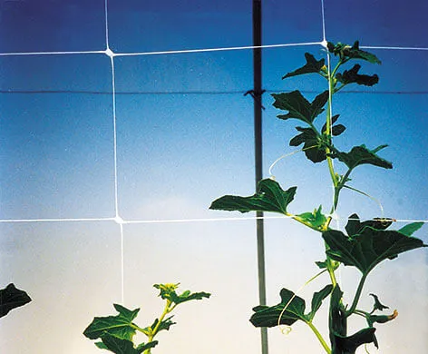 Trellis netting in garden application