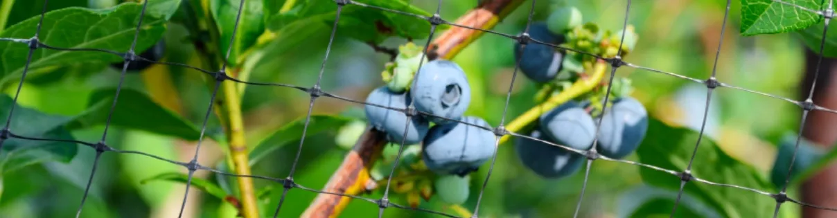 Bird Netting