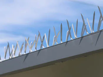 Stainless Steel Bird Spikes