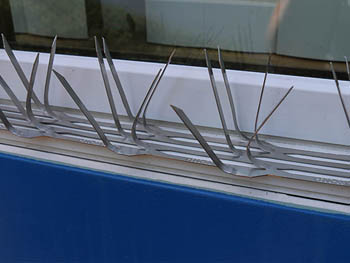 BirdBusters Stainless Steel Bird Spikes covers 40' Bird control wide ledges 