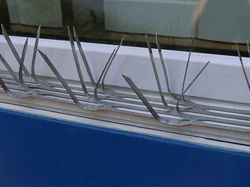 Bird spikes installed on a window ledge