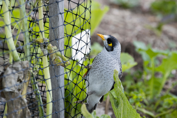 Bird Netting  Shop Bird Barrier Solutions & Pigeons Netting Products