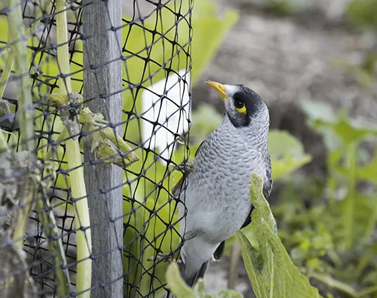 Plastic Bird Netting