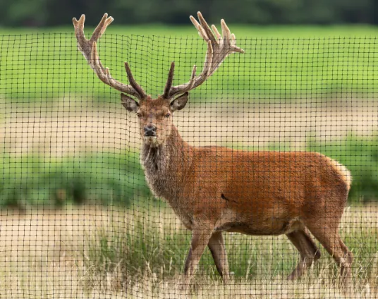 Plastic Deer Fence