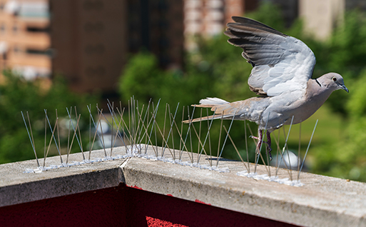 Bird Control Products