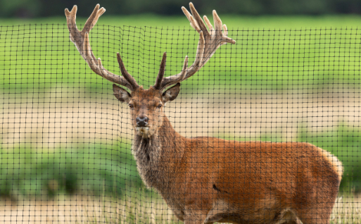 Deer Fence