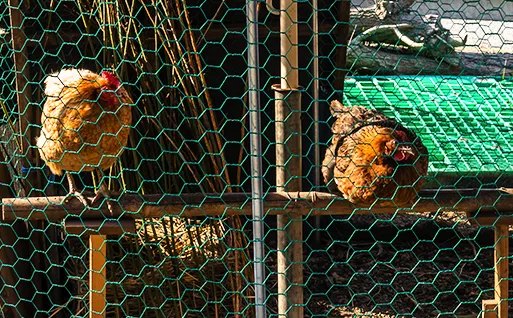 Chicken & Pheasant Netting
